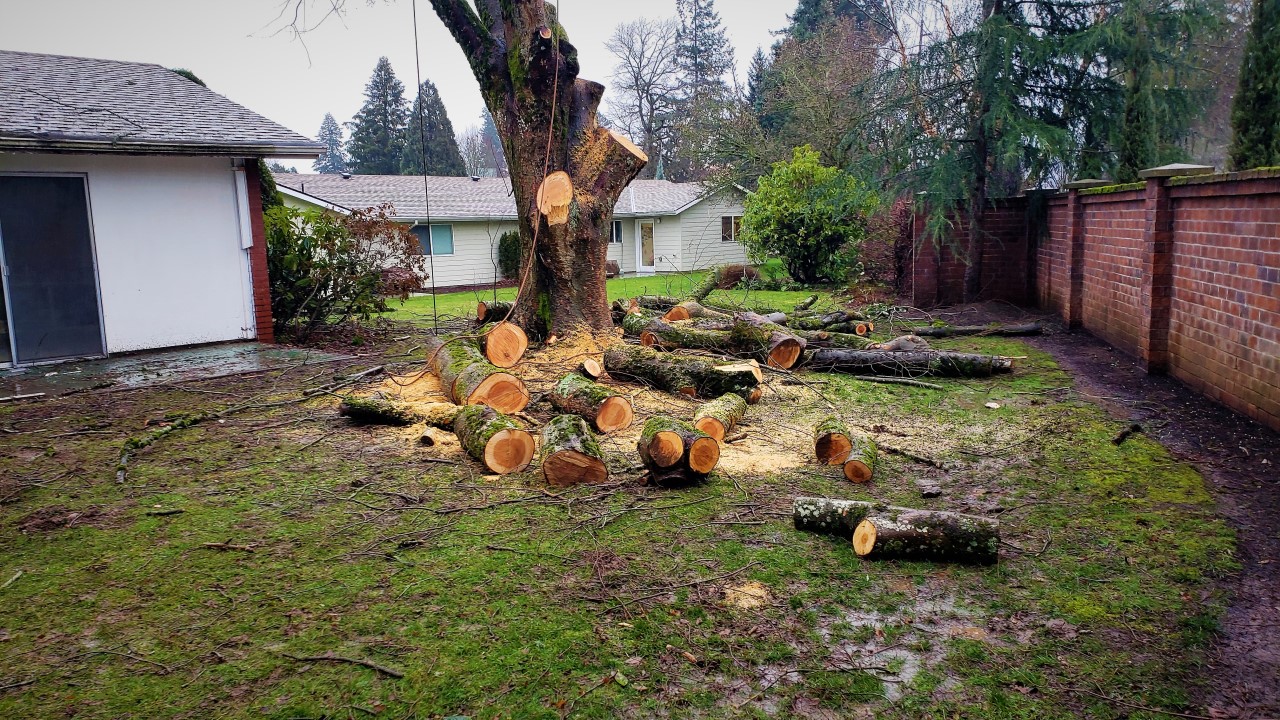 6 Tips for Emergency Tree Removal
